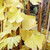 MAIDENHAIR TREE/GINKGO Ginkgo biloba