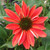 TRI-COLOR CONEFLOWER Echinacea Sombrero (Tres Amigos)