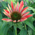 TRI-COLOR CONEFLOWER Echinacea Sombrero (Tres Amigos)