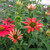 TRI-COLOR CONEFLOWER Echinacea Sombrero (Tres Amigos)