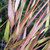 JAPANESE FOREST GRASS Hakonechloa macra (Beni Kaze)