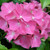 MOPHEAD HYDRANGEA Hydrangea macrophylla (Masja)