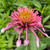 CONEFLOWER Echinacea Double Scoop (Bubble Gum)