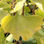 MALE GINKGO Ginkgo biloba (Magyar)