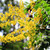 GOLDENRAIN TREE (Koelreuteria paniculata)
