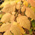 GOLDENRAIN TREE (Koelreuteria paniculata)
