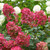 PEE GEE HYDRANGEA Hydrangea paniculata (Fire Light)