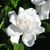 FRAGRANT GARDENIA Gardenia jasminoides (Summer Snow)