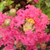 CORAL CRAPE MYRTLE Lagerstroemia  (Tuscarora)