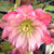 HELLEBORE Helleborus Winter Jewels® (Amber Gem)