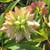 HELLEBORE Helleborus Winter Jewels® (Amber Gem)