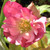 HELLEBORE Helleborus Winter Jewels® (Amber Gem)
