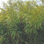 CLUMPING BAMBOO Fargesia rufa (Green Panda)