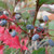 HYBRID MAHONIA Mahoberberis aquisargentii