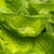 Variegated Hosta "Pocket of Sunshine"