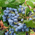 OREGON GRAPE Mahonia aquifolium