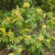 OREGON GRAPE Mahonia aquifolium