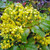 OREGON GRAPE Mahonia aquifolium
