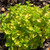 ORNAMENTAL OREGANO