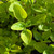 ORNAMENTAL OREGANO