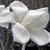 CHINESE WILLOW-LEAF MAGNOLIA Magnolia biondii