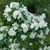 MOCK ORANGE Philadelphus coronarius (Illuminati Arch)