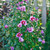 COLUMNAR ROSE OF SHARON Hibiscus syriacus (Purple Pillar)