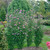 COLUMNAR ROSE OF SHARON Hibiscus syriacus (Purple Pillar)