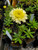 YELLOW SHASTA DAISY Leucanthemum (Luna)