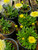 YELLOW SHASTA DAISY Leucanthemum (Luna)
