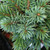 DWARF ENGELMANN SPRUCE Picea   engelmannii (Hoodie)