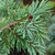 DWARF ENGELMANN SPRUCE Picea   engelmannii (Hoodie)