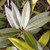 TURKISH OSMANTHUS Osmanthus decorus (Baki Kasapligil)