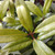 TURKISH OSMANTHUS Osmanthus decorus (Baki Kasapligil)