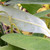 SWEETBAY MAGNOLIA (Magnolia virginiana)