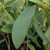 SWEETBAY MAGNOLIA (Magnolia virginiana)