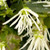 EVERGREEN WITCHHAZEL Witchhazel chinense (Jazz Hands) white