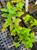 COYOTE MINT Monardella villosa (Russian River)