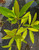 SWEETBAY MAGNOLIA Magnolia virginiana (Silver Mist)