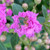 PURPLE CRAPE MYRTLE Lagerstroemia indica (Twilight)