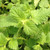 LOW CATMINT (Nepeta faassenii) "Walkers Low"