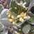 VARIEGATED EG MOCKORANGE Pittosporum tobira (Variegatum)