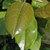 EVERGREEN MAGNOLIA (Magnolia grandiflora) "D. D. Blanchard"