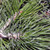 BOSNIAN PINE Pinus leucodermis (syn. heldreichii)