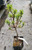 JACK PINE Pinus banksiana (Schoodic)