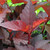 NINEBARK (Physocarpus opulifolius) "Ginger Wine"