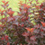 NINEBARK (Physocarpus opulifolius) "Ginger Wine"
