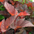 NINEBARK (Physocarpus opulifolius) "Ginger Wine"