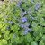 LOW-GROWING CATMINT  (Nepeta) "Picture Purrfect"