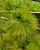 MEXICAN WHITE PINE Pinus veitchii